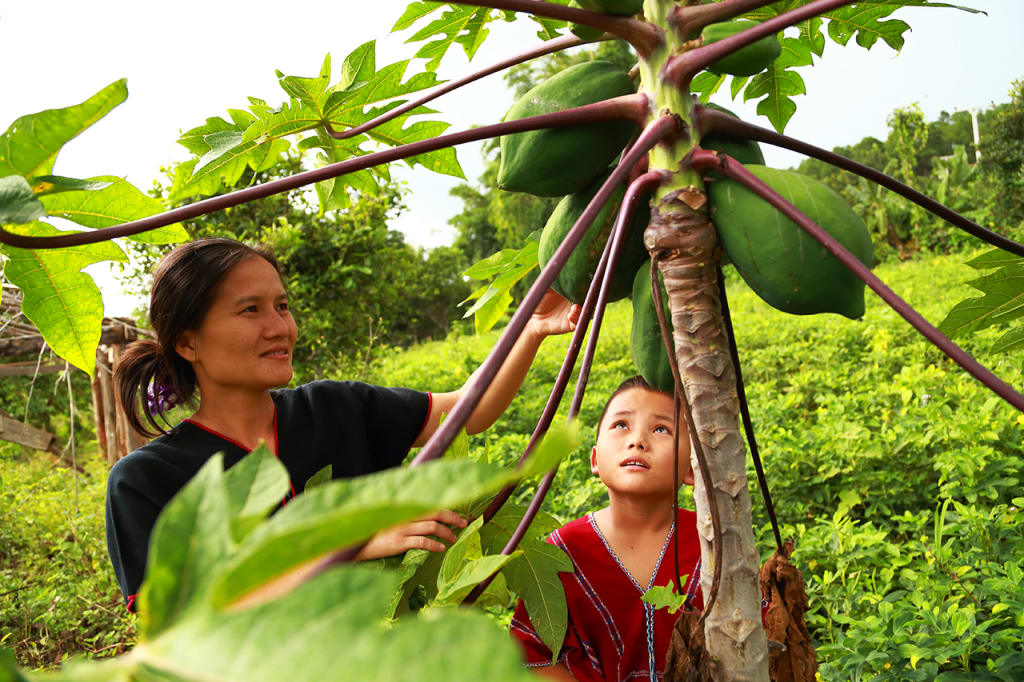 Taking care of our papaya trees.